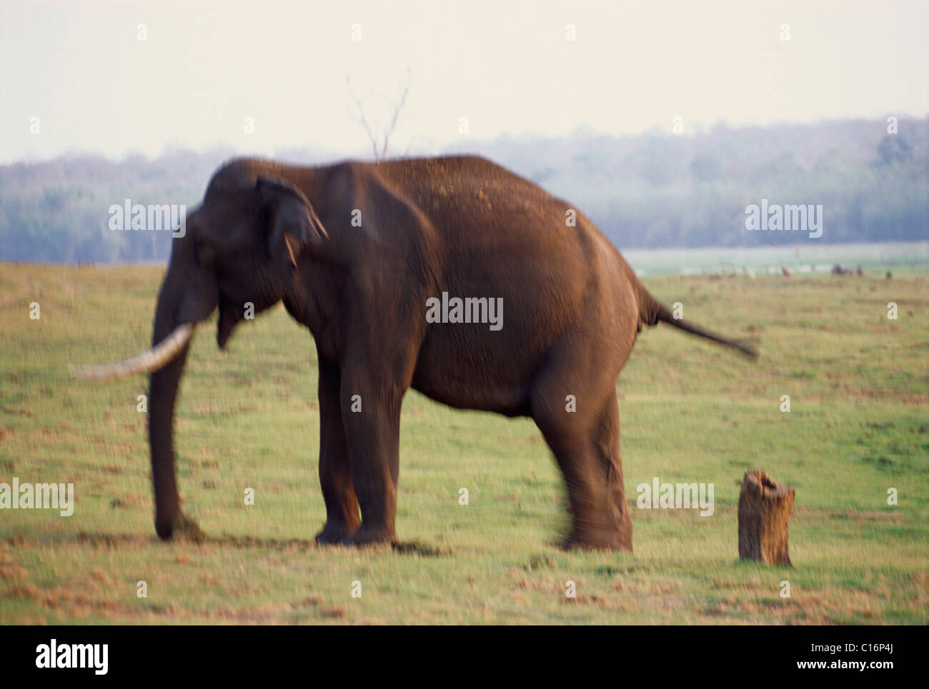 L'éléphant indien (Elephas maximus indicus) marche dans une forêt, Bandipur National Park, Chamarajanagar, Karnataka, Inde Banque D'Images