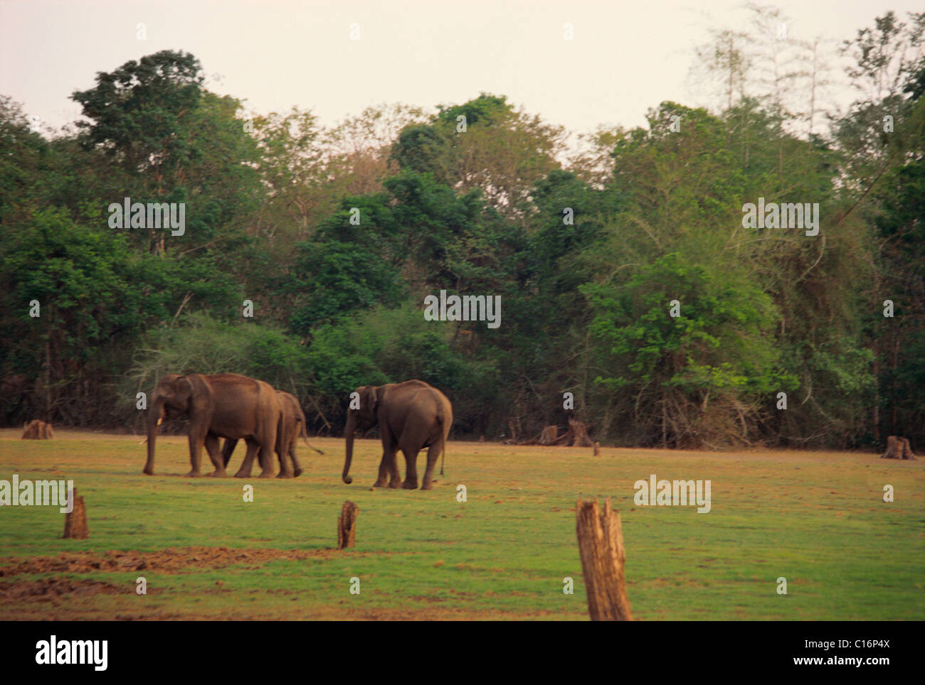 Trois éléphants indiens (Elephas maximus indicus) dans une forêt, Bandipur National Park, Chamarajanagar, Karnataka, Inde Banque D'Images