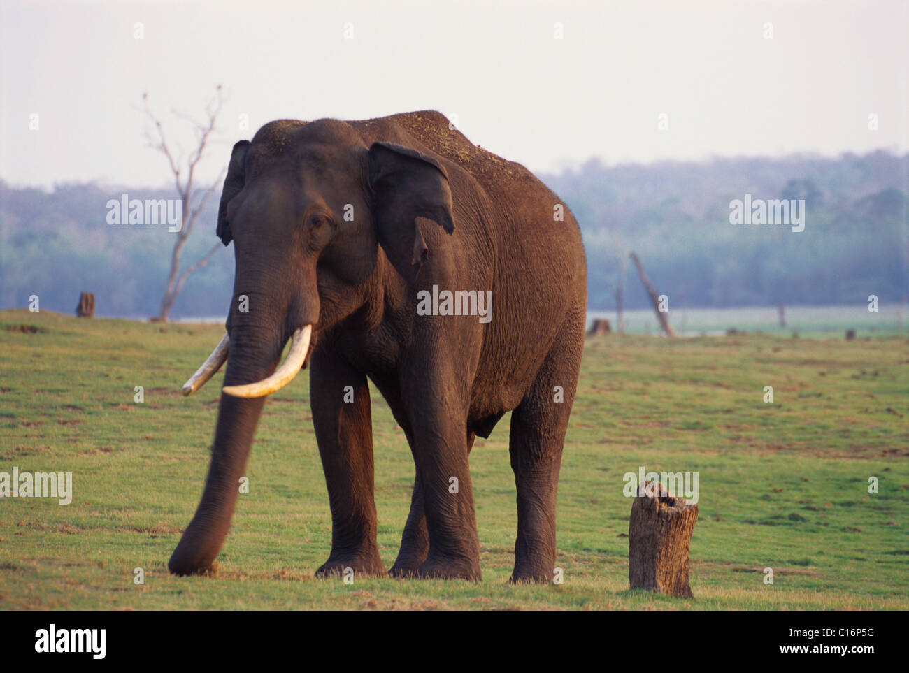 L'éléphant indien (Elephas maximus indicus) marche dans une forêt, Bandipur National Park, Chamarajanagar, Karnataka, Inde Banque D'Images