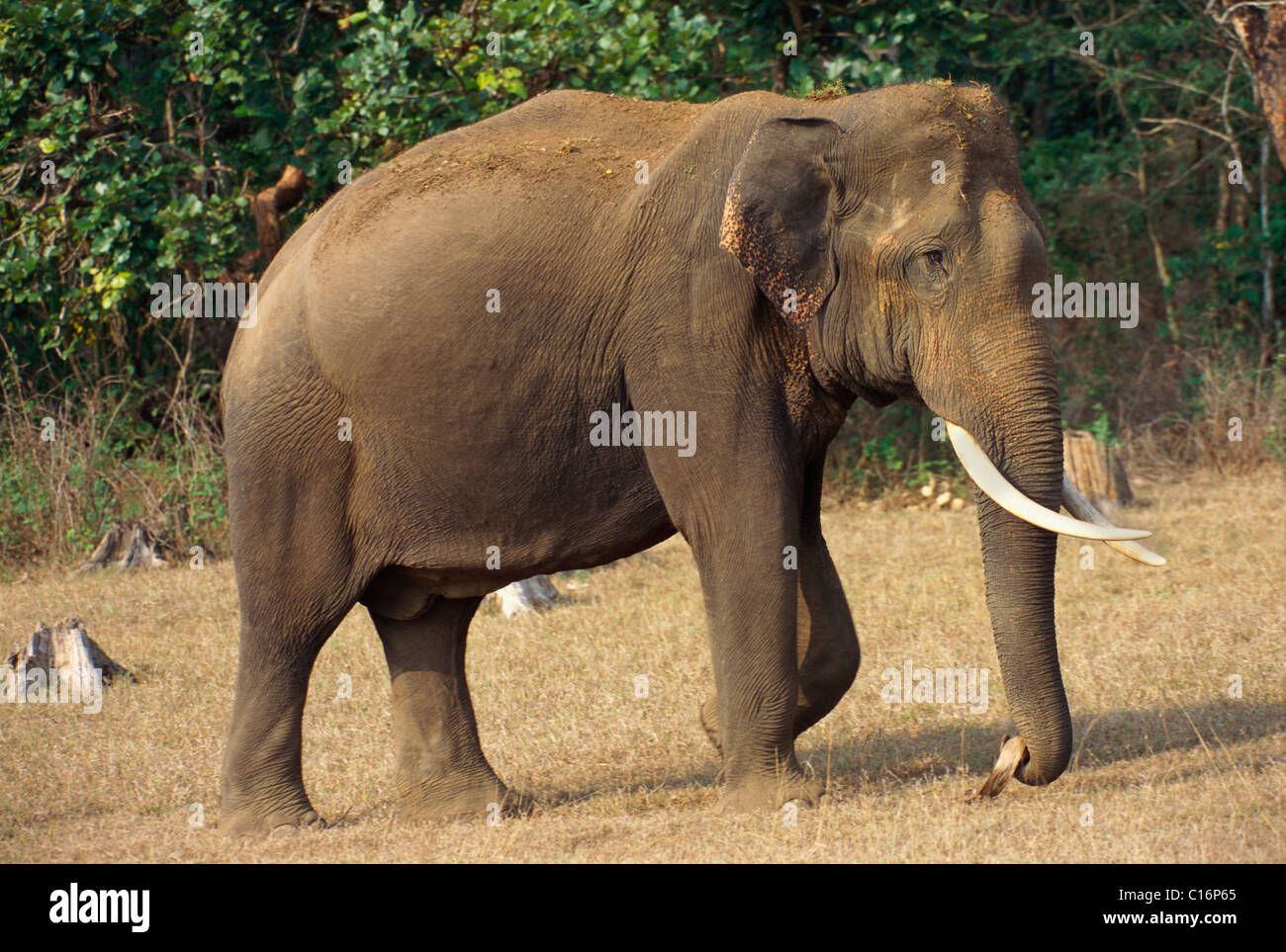 L'éléphant indien (Elephas maximus indicus) marche dans une forêt, Bandipur National Park, Chamarajanagar, Karnataka, Inde Banque D'Images