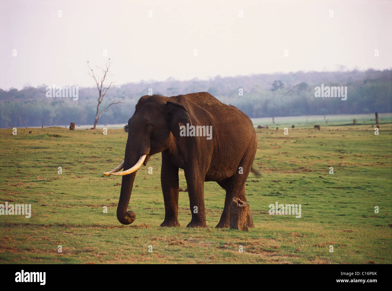 L'éléphant indien (Elephas maximus indicus) marche dans une forêt, Bandipur National Park, Chamarajanagar, Karnataka, Inde Banque D'Images