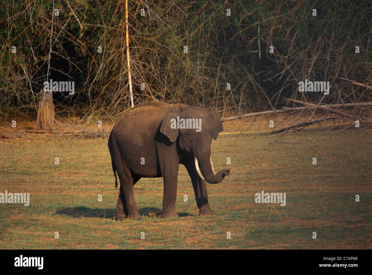 L'éléphant indien (Elephas maximus indicus) marche dans une forêt, Bandipur National Park, Chamarajanagar, Karnataka, Inde Banque D'Images