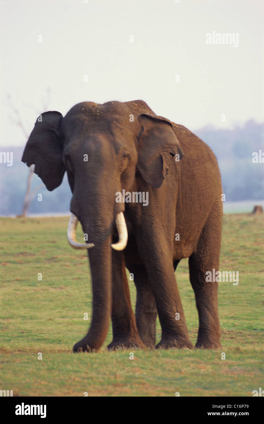 L'éléphant indien (Elephas maximus indicus) marche dans une forêt, Bandipur National Park, Chamarajanagar, Karnataka, Inde Banque D'Images