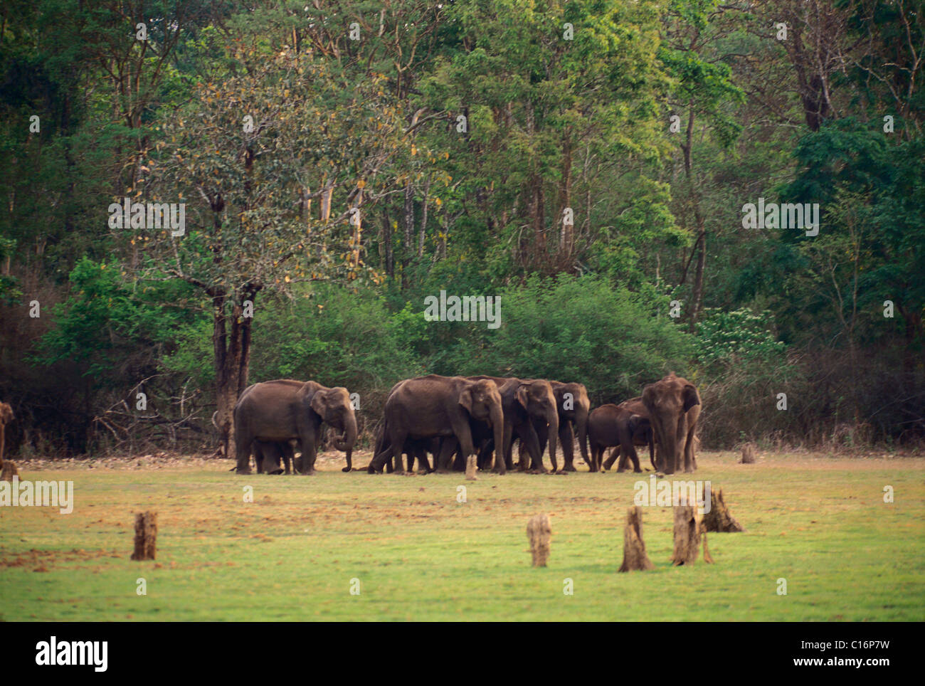 Les éléphants indiens (Elephas maximus indicus) standing in a forest, Bandipur National Park, Chamarajanagar, Karnataka, Inde Banque D'Images