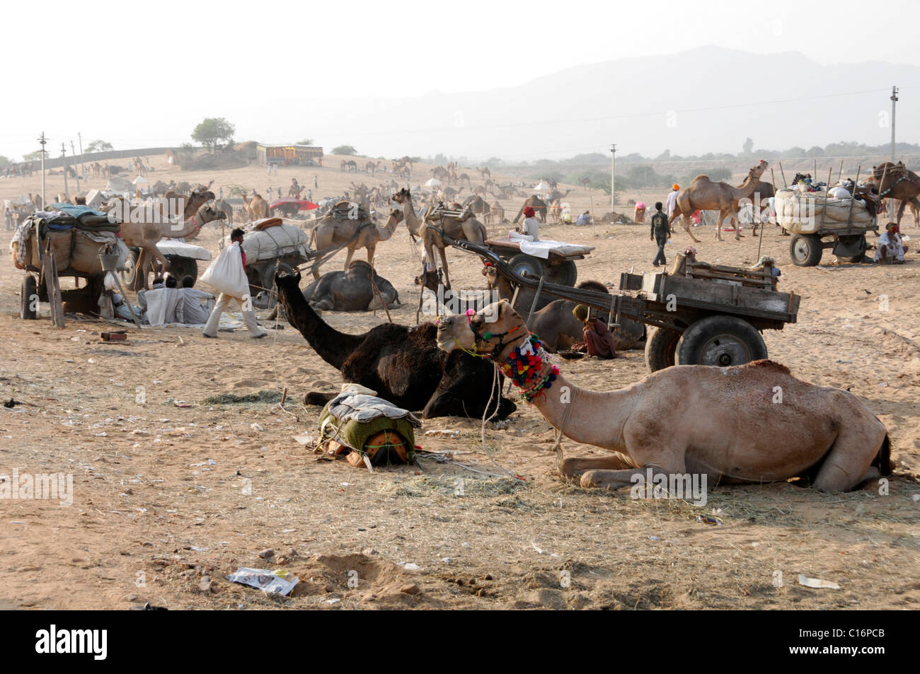 Les chameaux, Pushkar Mela, Pushkar, chameau et marché aux bestiaux, Rajasthan, Inde du Nord, l'Asie Banque D'Images Les chameaux, Pushkar Mela, Pushkar, chameau et marché aux bestiaux, Rajasthan, Inde du Nord, l'Asie Banque D'Images