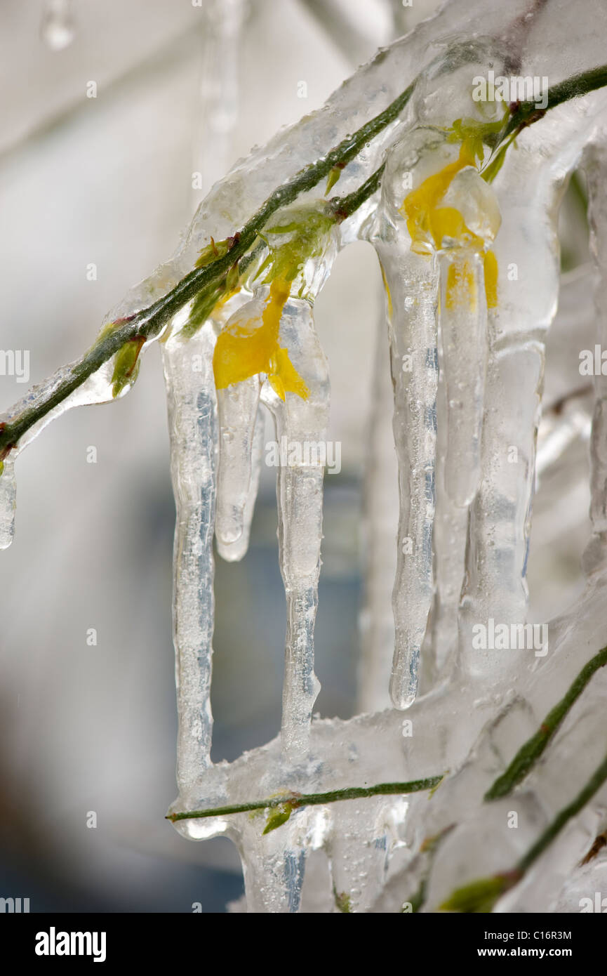 Jasmin d'hiver et de la glace Banque D'Images