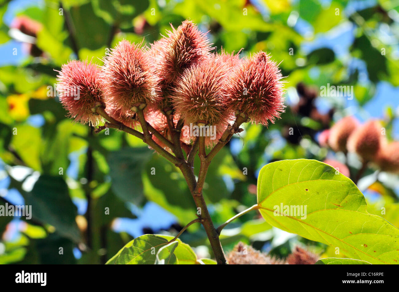 Fruit de l'arbuste Achiote (Bixa orellana) à partir de laquelle le pigment rouge pour l'alimentation et des cosmétiques rocou est extraite des graines Banque D'Images