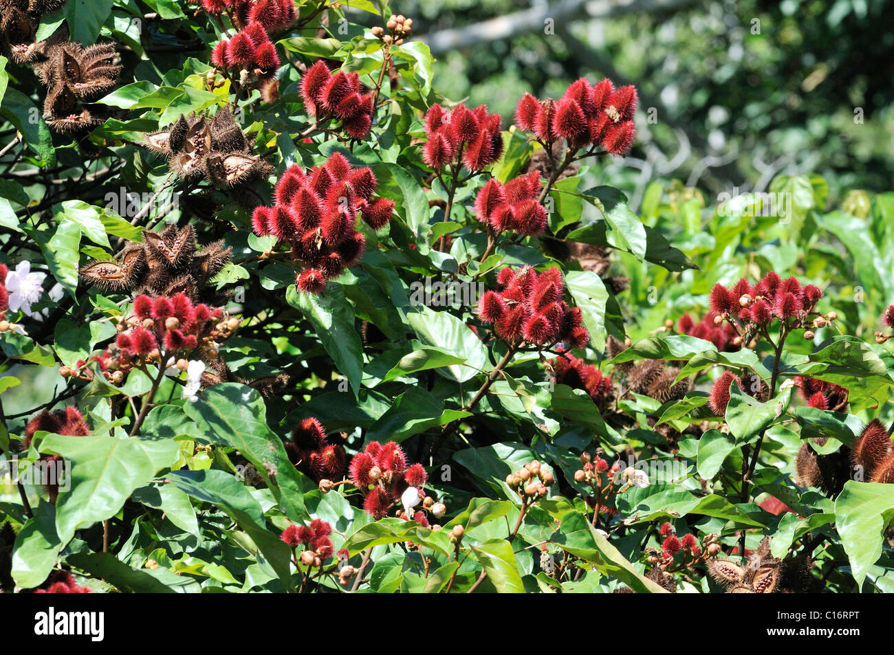 Arbustes d'achiote (Bixa orellana) avec des fruits à partir de laquelle le pigment rouge pour l'alimentation et des cosmétiques rocou est extraite des graines Banque D'Images