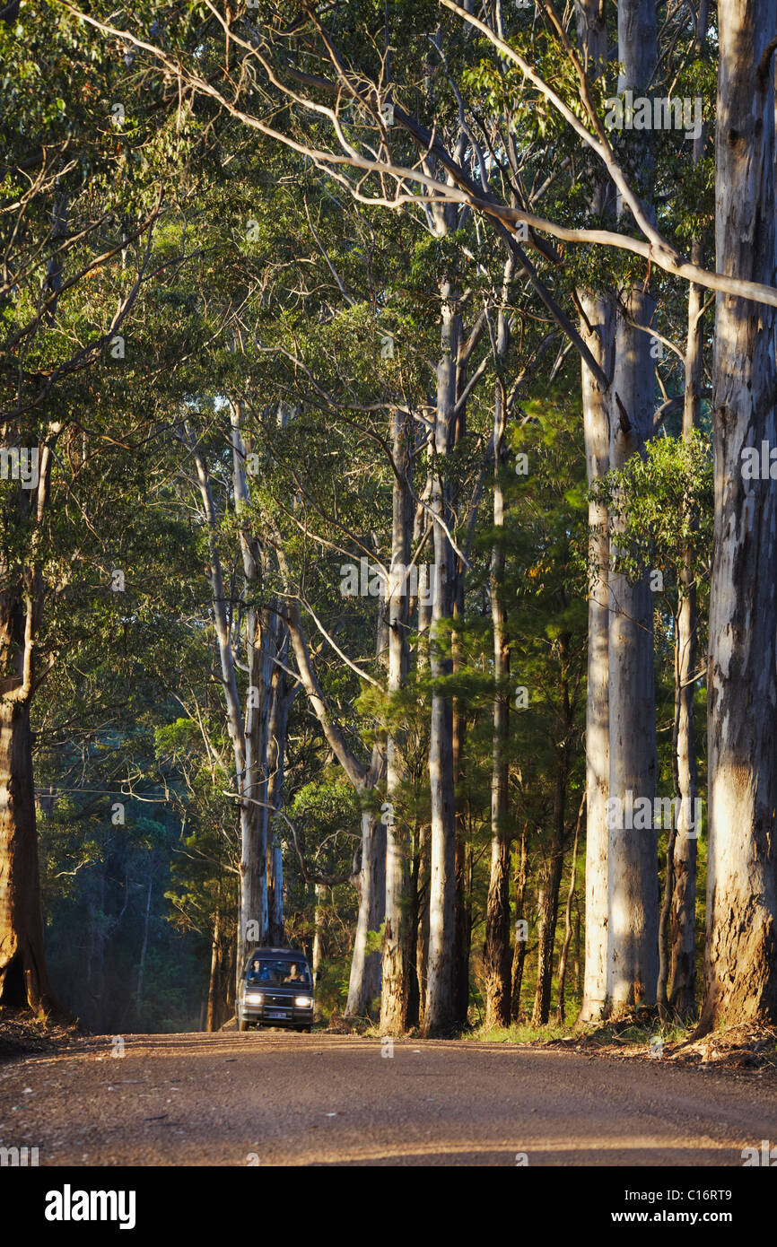 Voiture roulant à travers le Parc National de Warren, Pemberton, Western Australia, Australia Banque D'Images