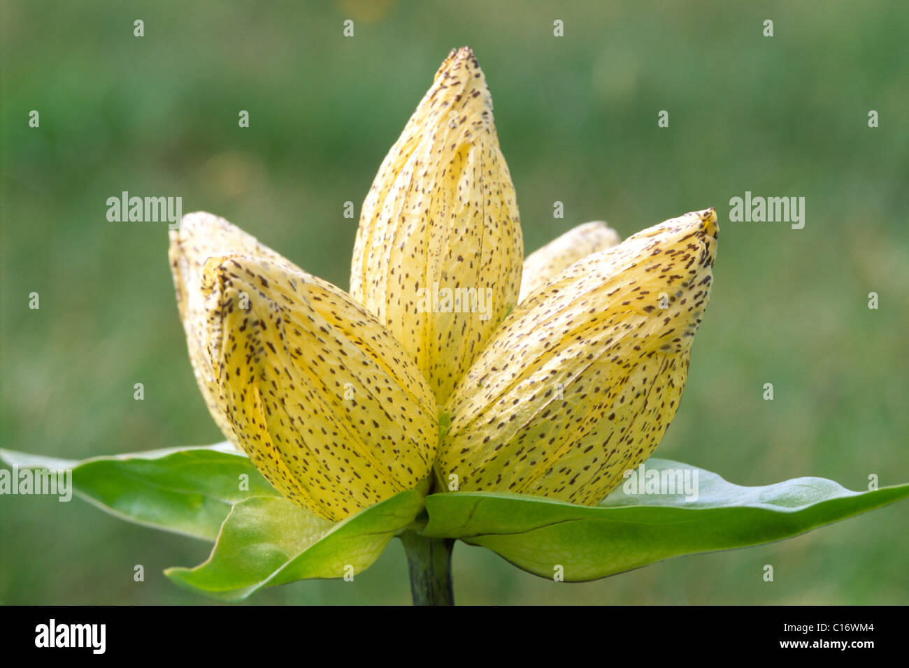 Gentiane (Gentiana punctata en pointillés), d'Amérique du Tyrol, Autriche, Europe Banque D'Images