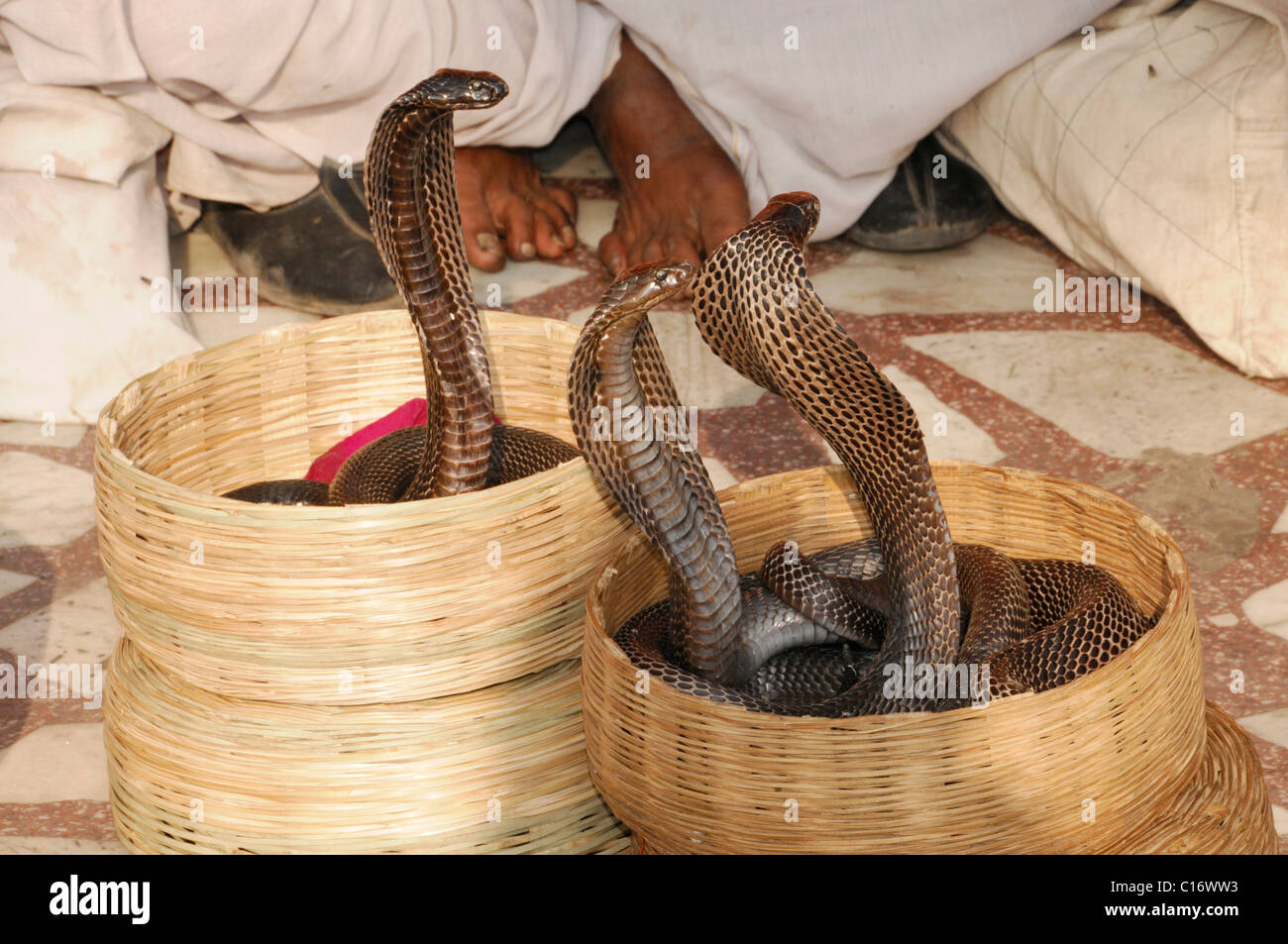 Le charmeur de serpent cobras, Hawa Mahal, le palais des vents, Jaipur, Rajasthan, Inde du Nord, l'Asie Banque D'Images