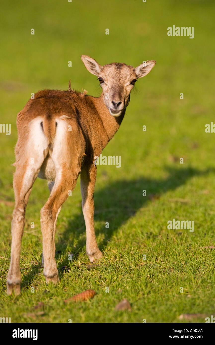 Jeune mouflon (Ovis ammon musimon) Banque D'Images