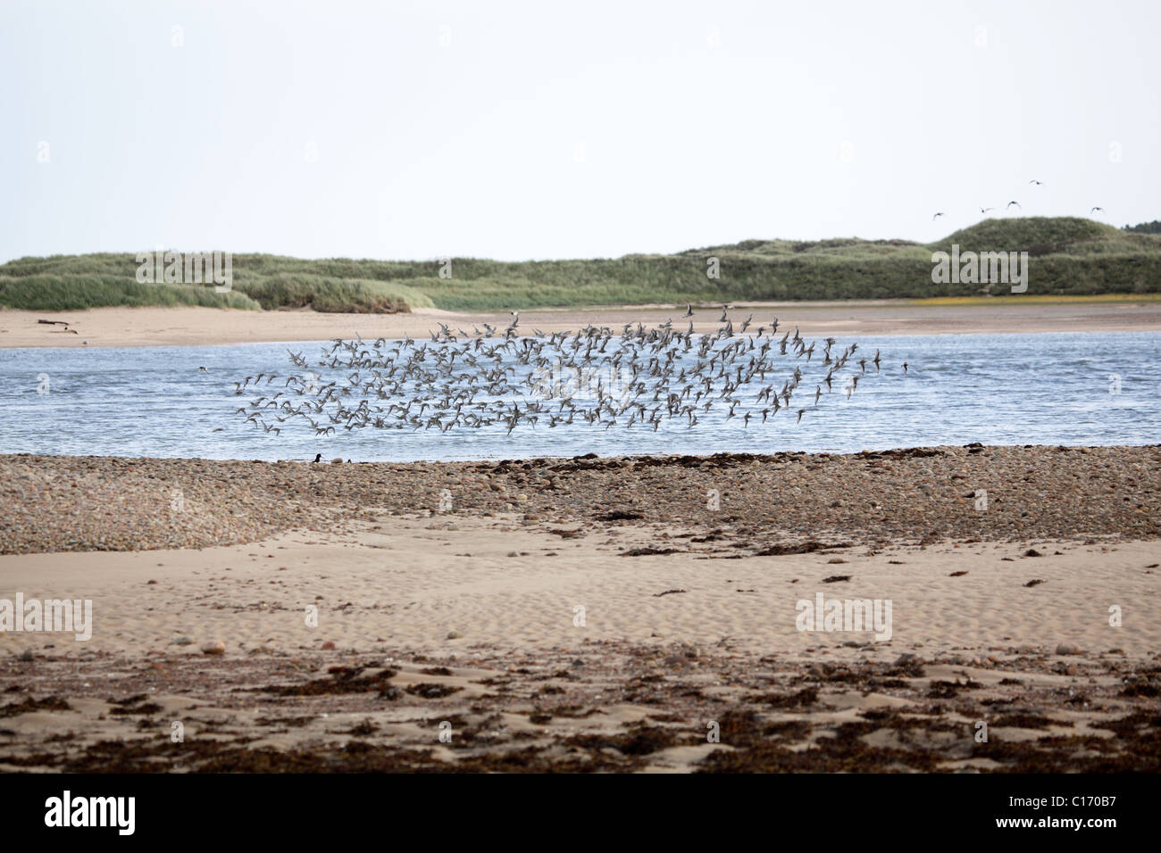 Noeuds, (Calidris canuta), en vol, Loch Fleet, Ecosse Sept 2010 Banque D'Images