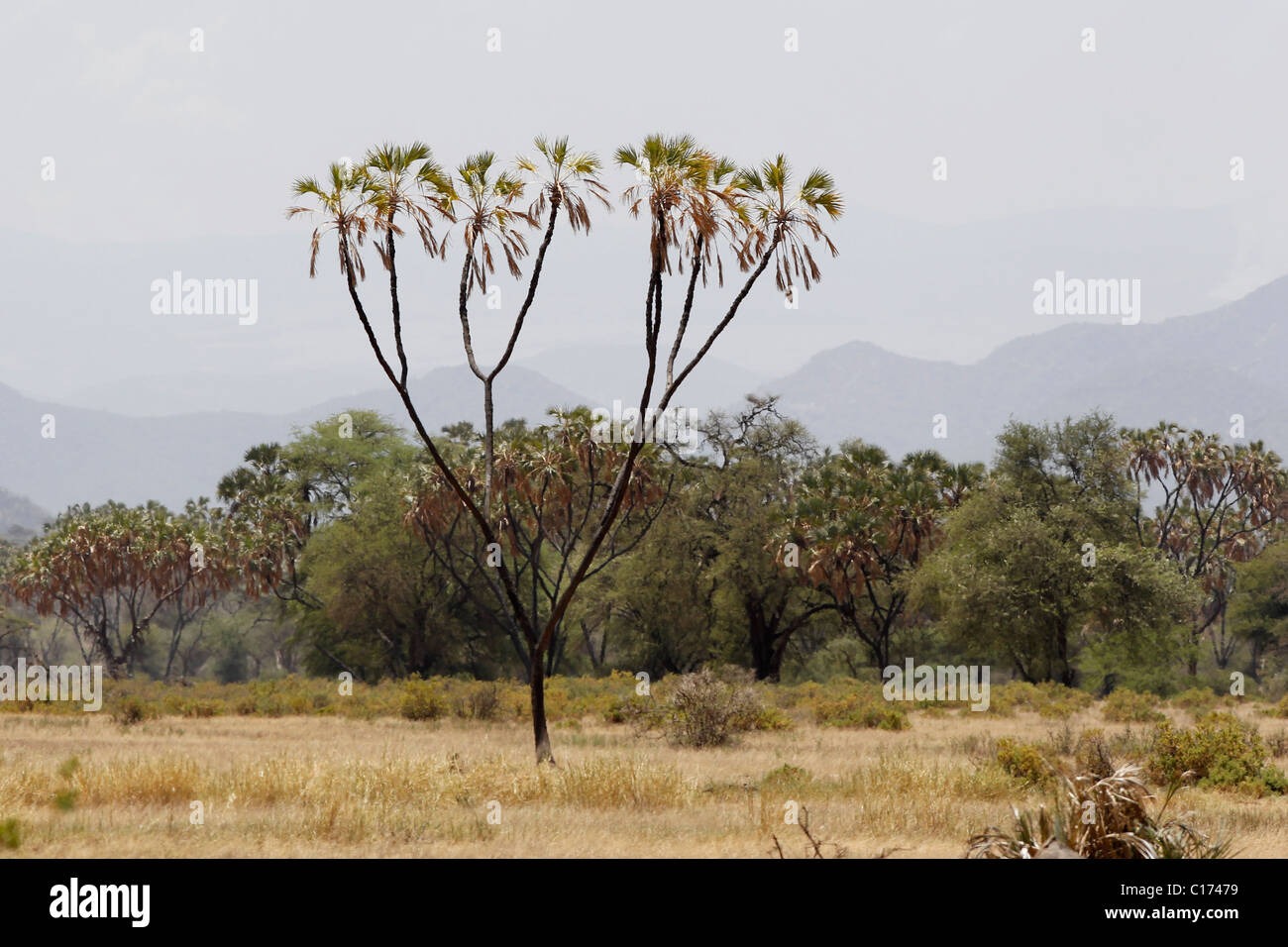 Un palmier arbre dans la réserve nationale de Samburu, Kenya Banque D'Images