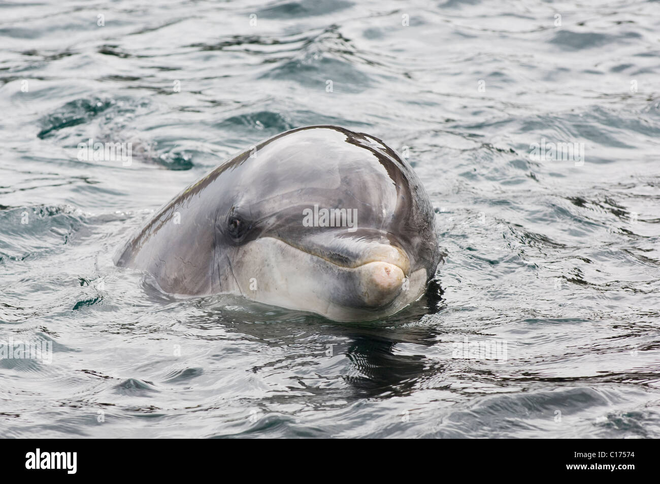 Dauphin sauvage solitaire sociable Bottlenose 'Dusty' (Tursiops truncatus) Co Clare, Irlande. Banque D'Images