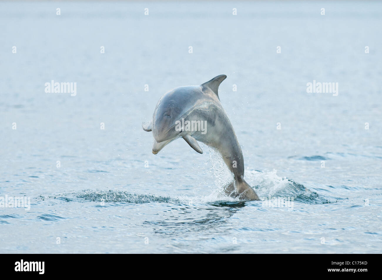 Dauphin à bottlenose juvénile (Tursiops truncatus) , Moray firth, Écosse, Royaume-Uni. Banque D'Images