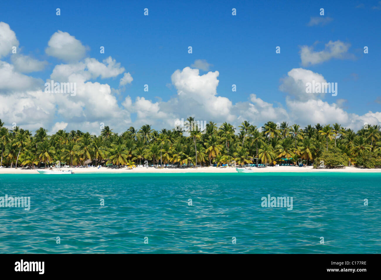 Palms littoral sur la mer des Caraïbes, l'île Saona Banque D'Images