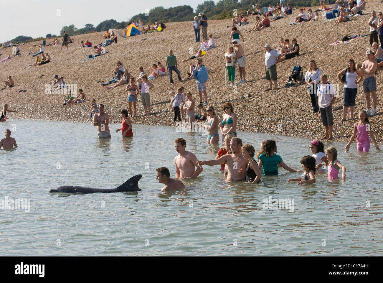 Dauphin commun solitaire (Tursiops truncatus). Folkestone, Kent, Royaume-Uni. Les gens se bousculaient autour des dauphins sur la plage de Sandgate, Kent, Royaume-Uni Banque D'Images