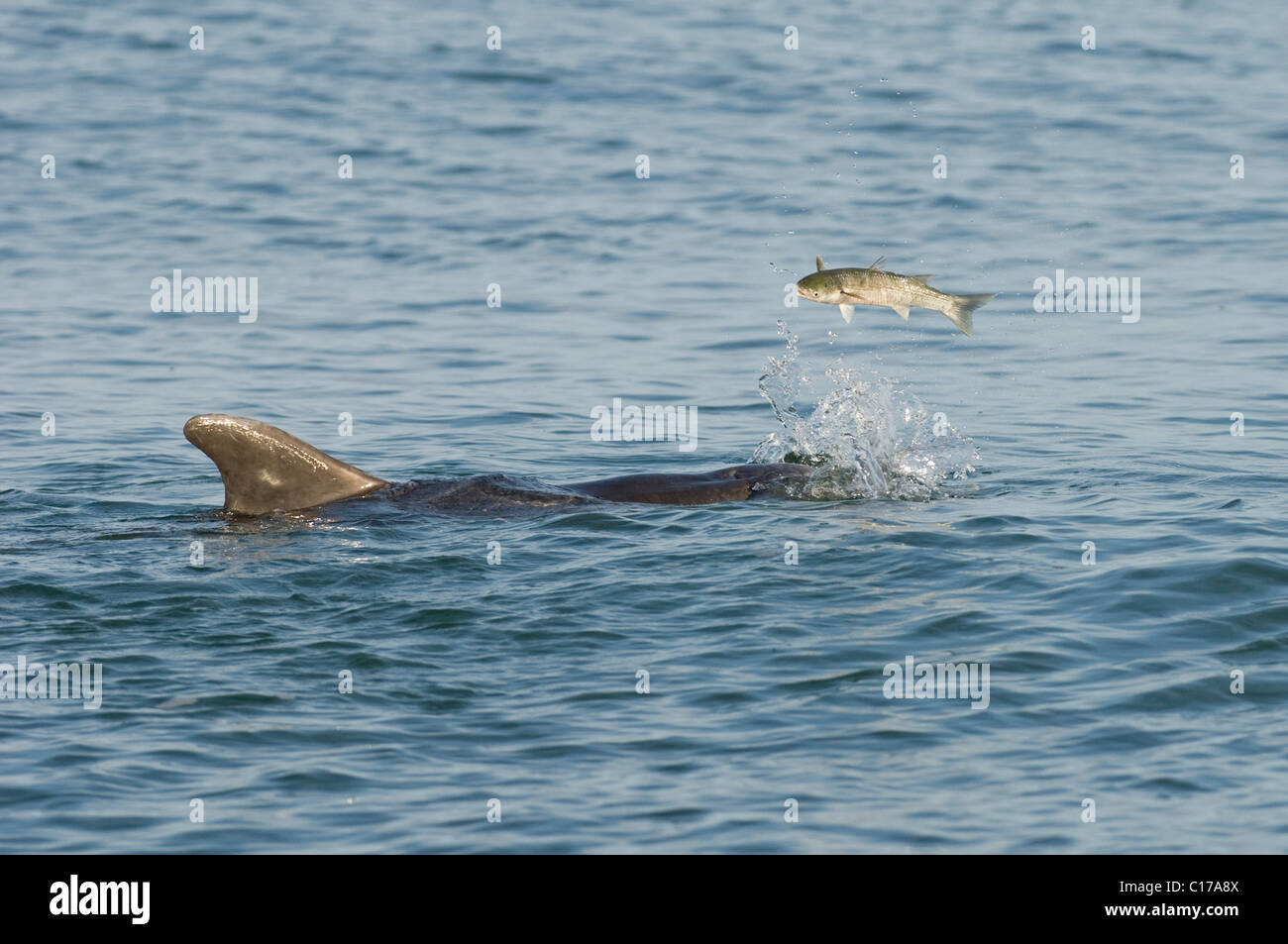 Dauphin commun solitaire « Dave » (Tursiops truncatus). Folkestone, Kent, Royaume-Uni. Jouer avec le poisson (mulet gris). Banque D'Images