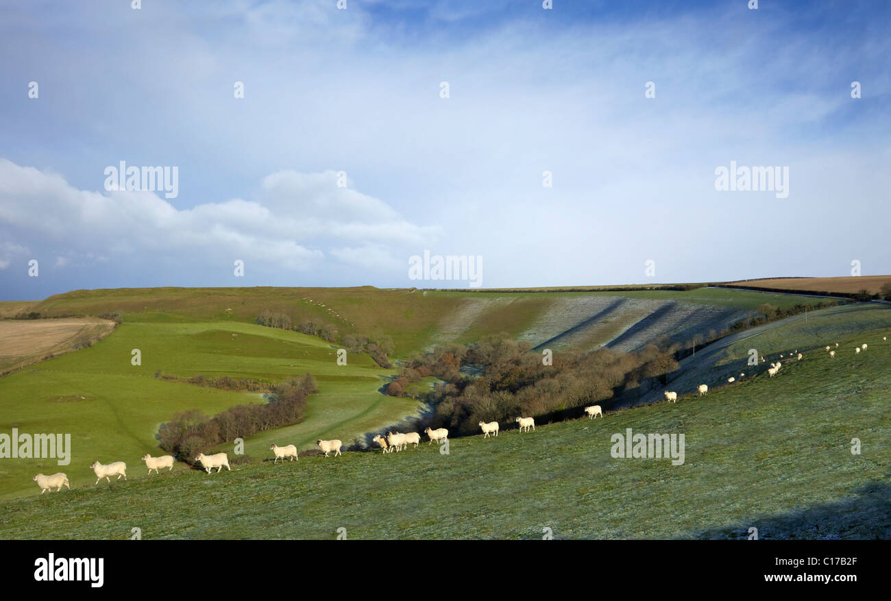 Les moutons en hiver soleil, Eggardon Hill, Dorset, England, England, UK, Royaume-Uni, GO, Grande-Bretagne, British Isles, Europe Banque D'Images