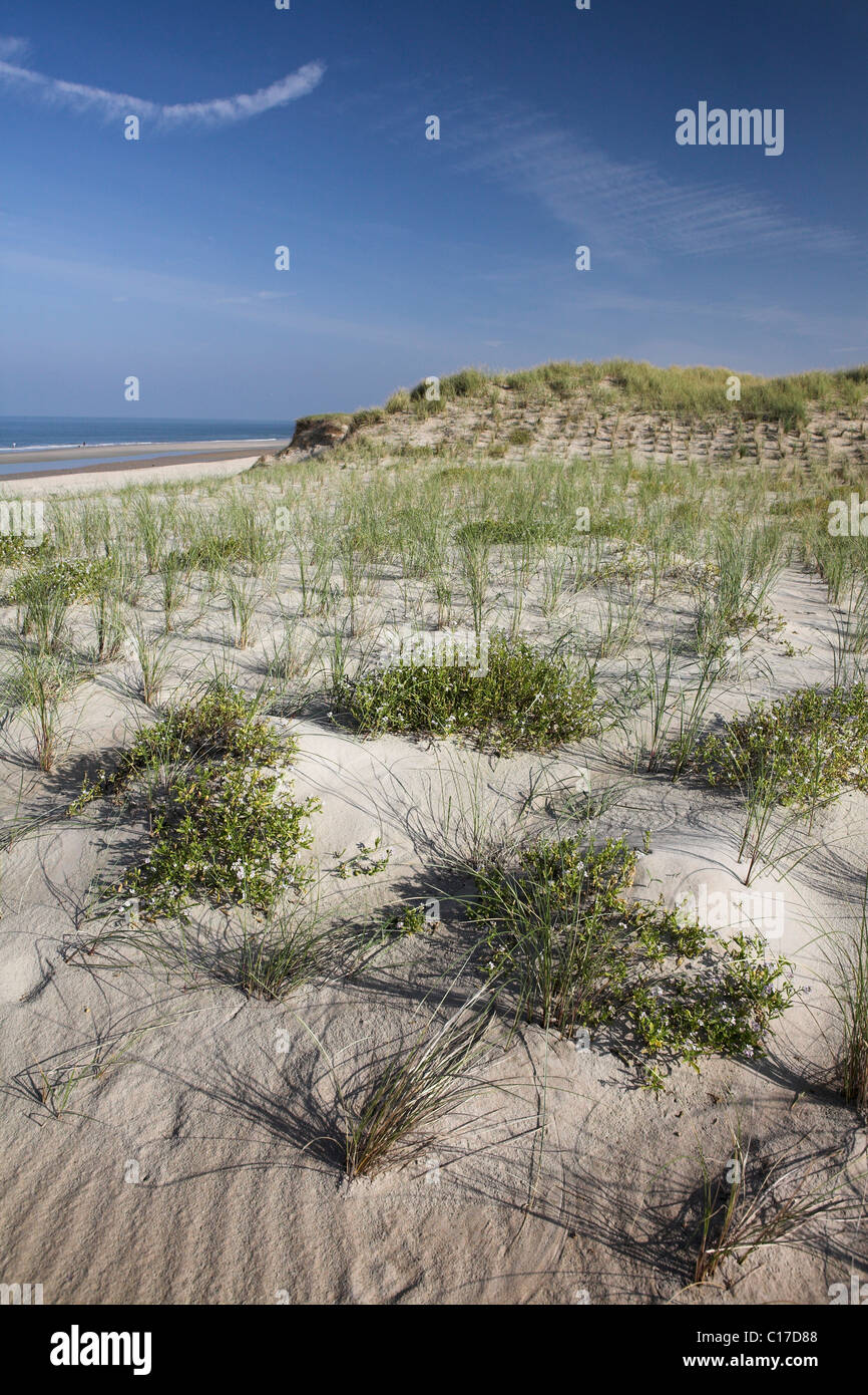 Dunes de sable avec la végétation des dunes de l'océan, Texel, Hollande, Pays-Bas, Europe Banque D'Images
