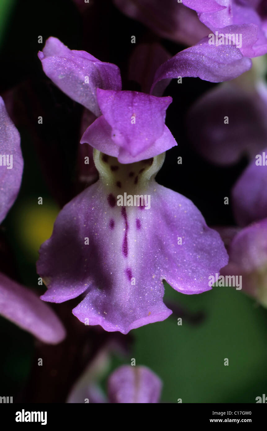 Early Purple Orchid (Orchis mascula), seul blossom Banque D'Images