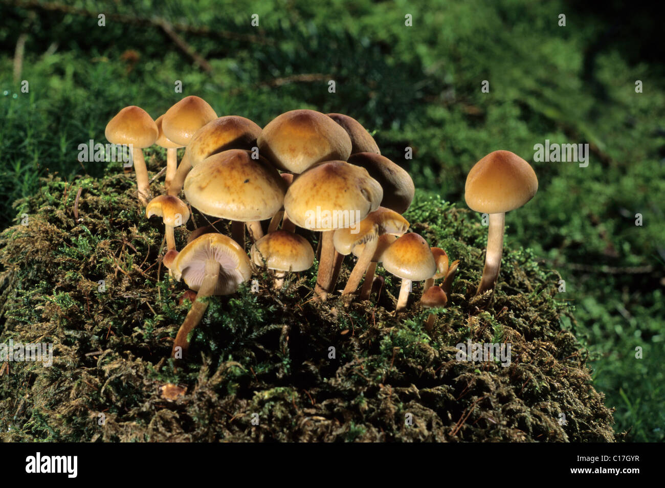 Touffes Hypholoma capnoides (conifères) Banque D'Images