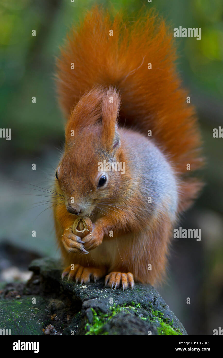 Eurasian écureuil roux (Sciurus vulgaris) manger une noisette sur tronc d'arbre, Allemagne Banque D'Images