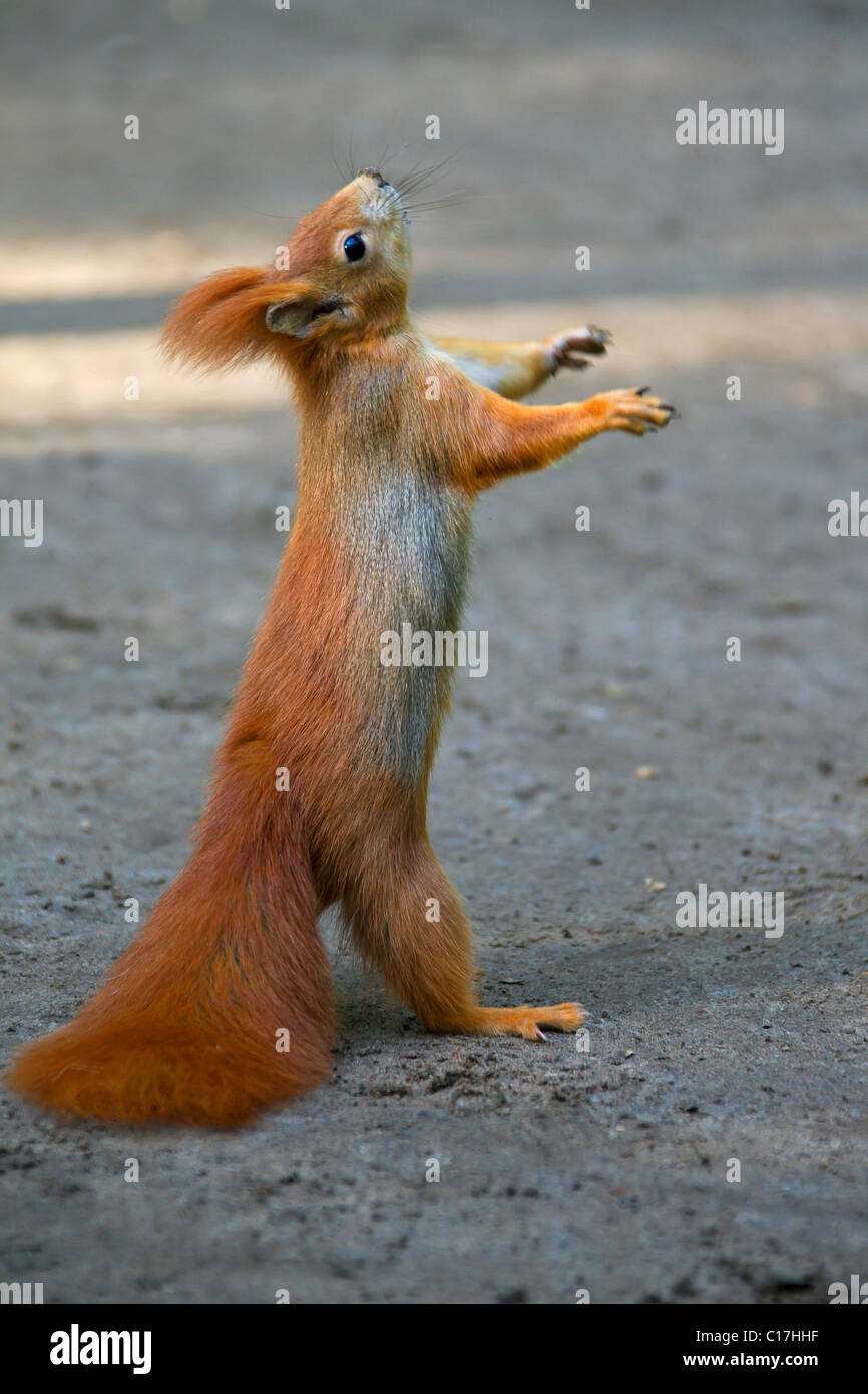 Eurasian écureuil roux (Sciurus vulgaris) debout sur le terrain mendier de la nourriture, de l'Allemagne Banque D'Images