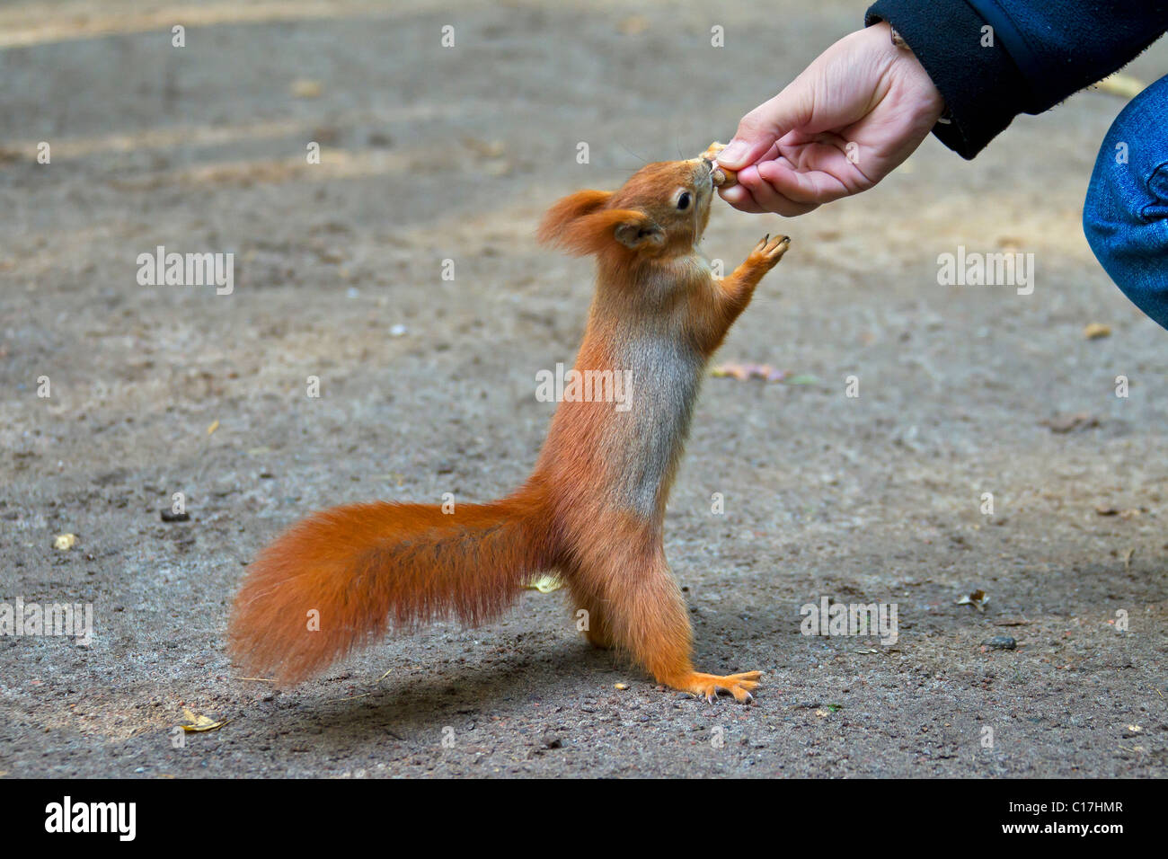 Eurasian écureuil roux (Sciurus vulgaris) debout sur le sol et qui retient l'écrou de la main, Allemagne Banque D'Images