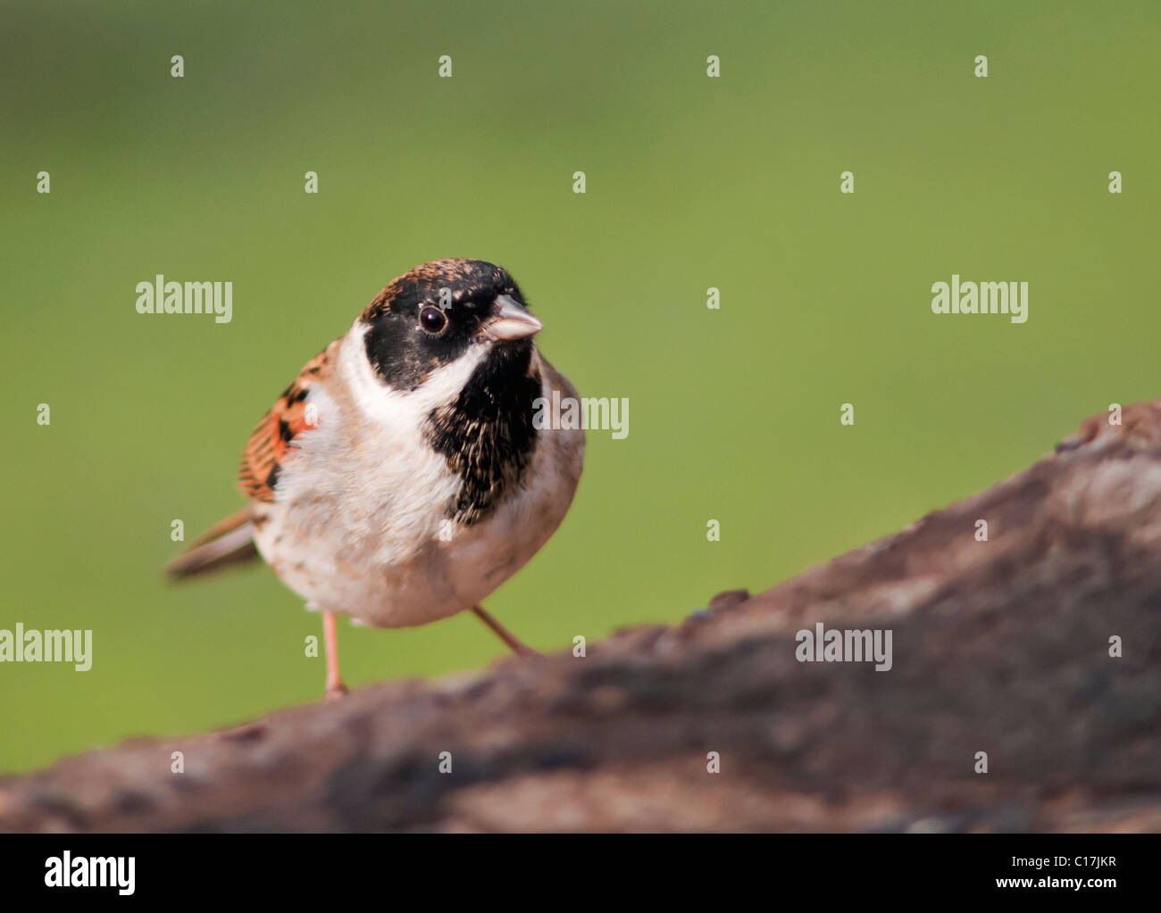 Bruant des roseaux (Emberiza schoeniclus) perché Banque D'Images