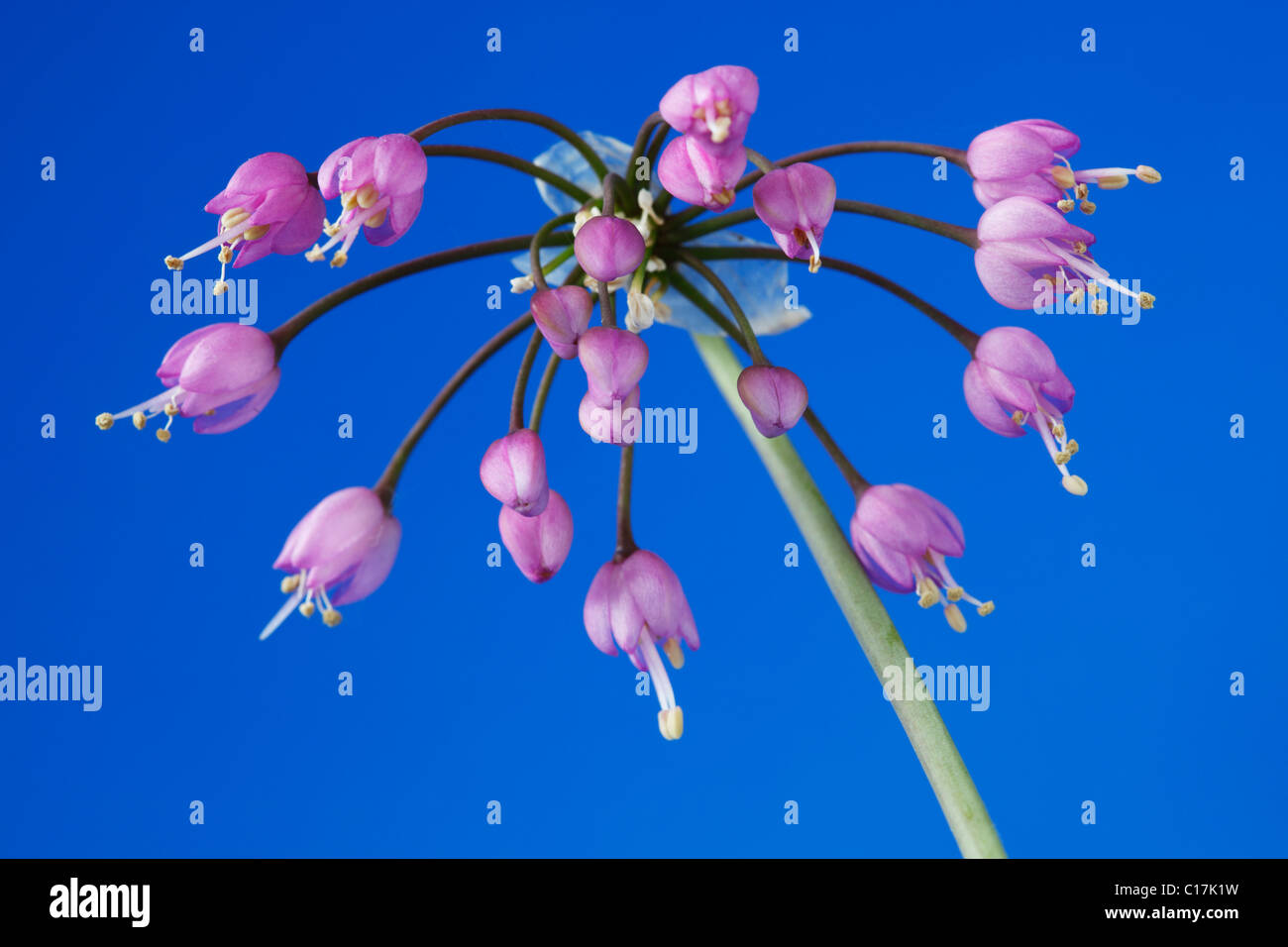 L'Allium cernuum oignon poireau signe Dame Juin Banque D'Images