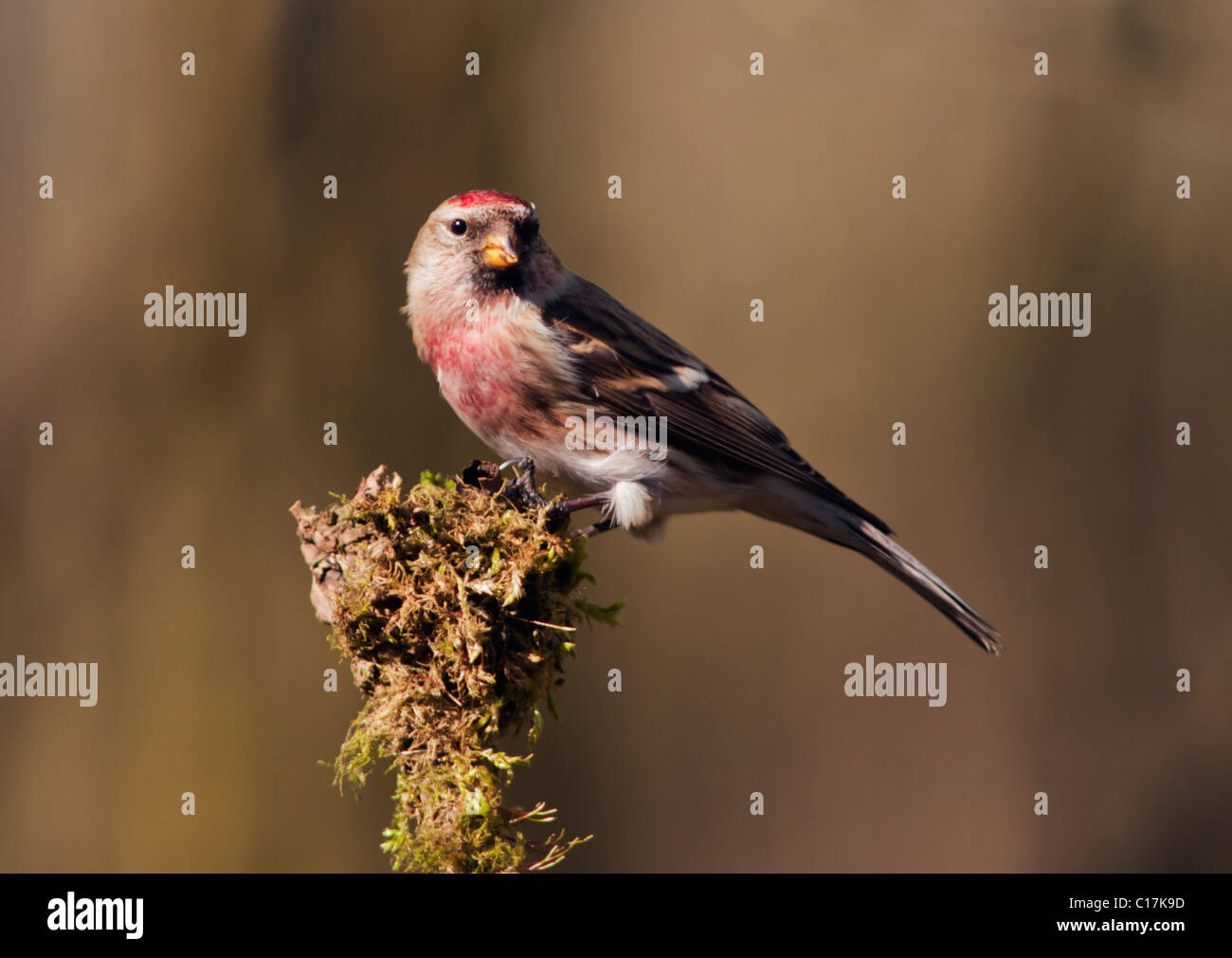 Sizerin flammé (Carduelis cabaret moindre) perché Banque D'Images