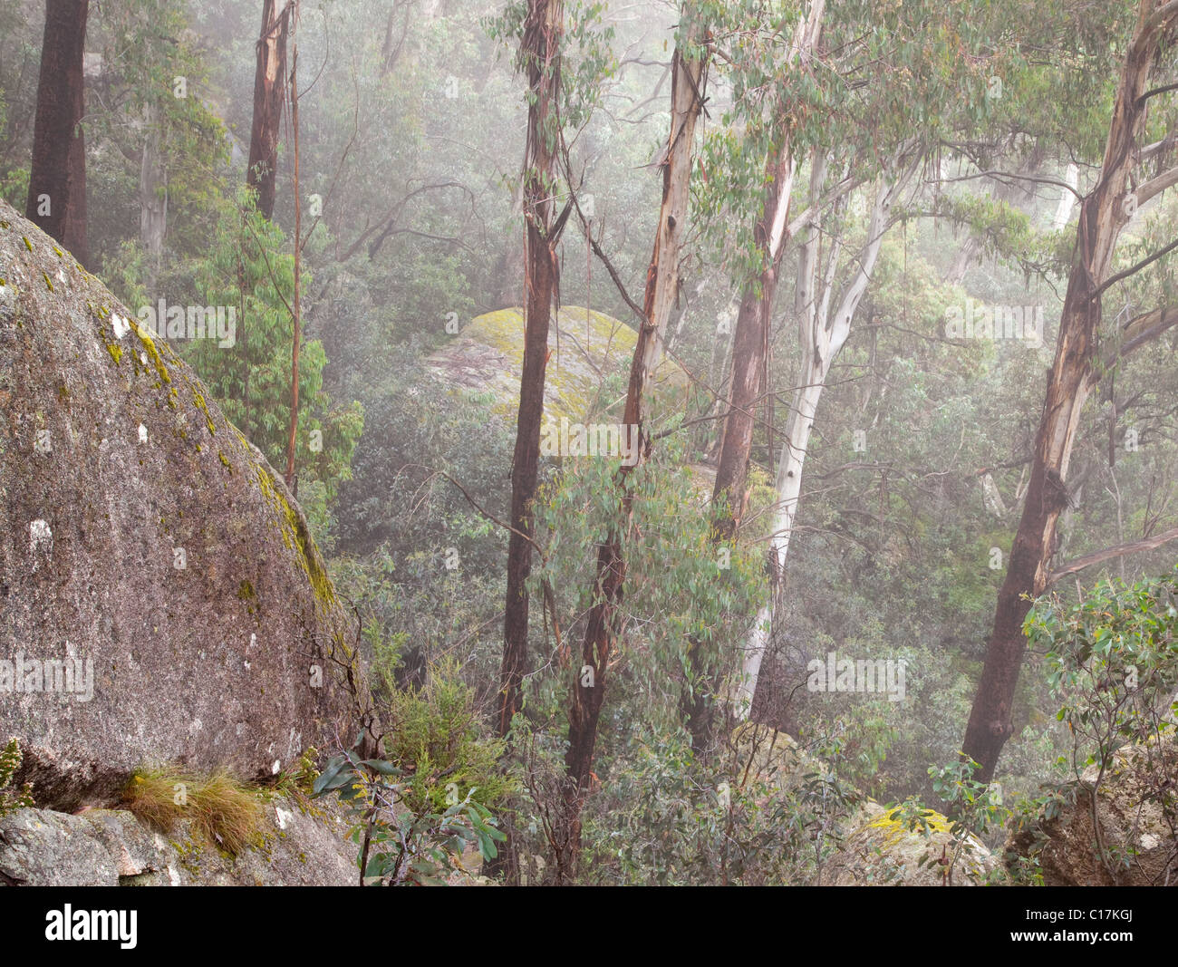 Forêt de gomme autour du Chalwell Galeries, Mont Buffalo National Park, Victoria, Australie Banque D'Images