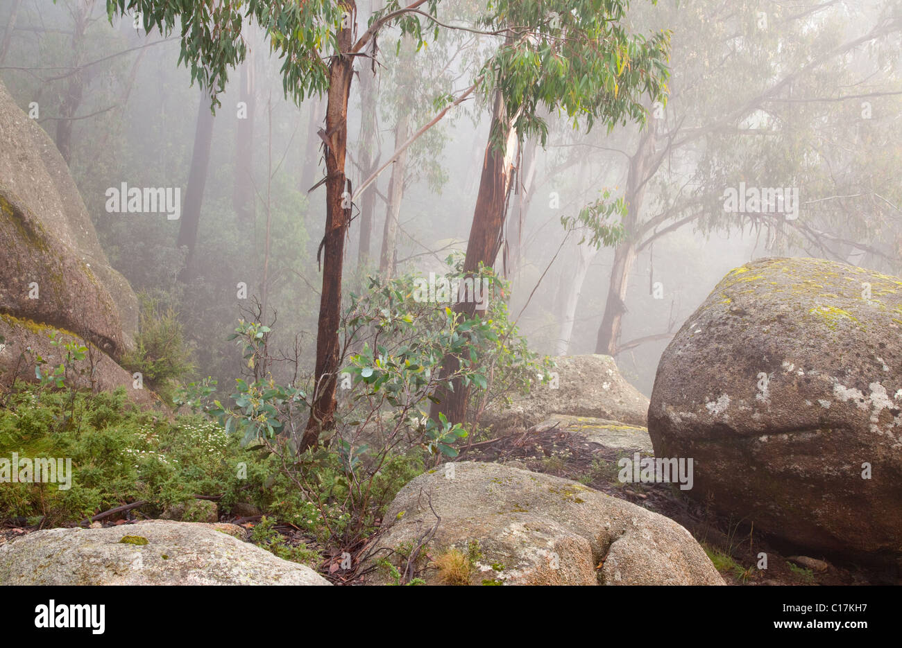 Forêt de gomme autour du Chalwell Galeries, Mont Buffalo National Park, Victoria, Australie Banque D'Images
