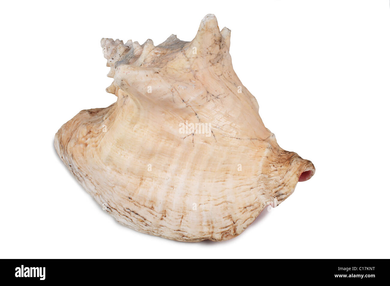 Sea Shell - John Gollop Banque D'Images
