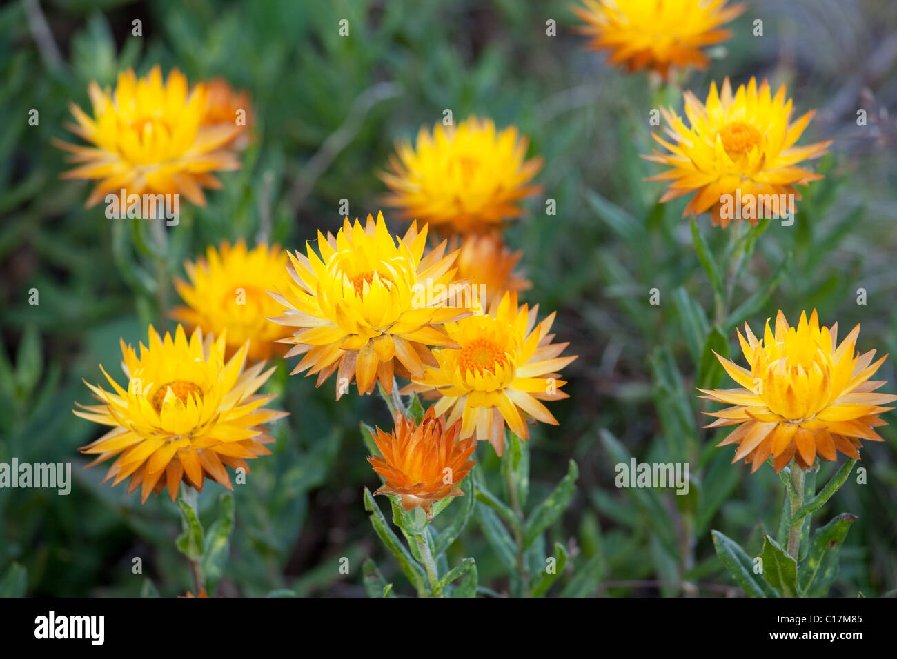 Fleurs sauvages alpines le long retour rasoir Ridge, Alpine National Park, Victoria, Australie Banque D'Images