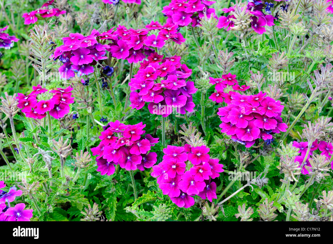 Le millet perlé (Pennisetum glaucum) Banque D'Images