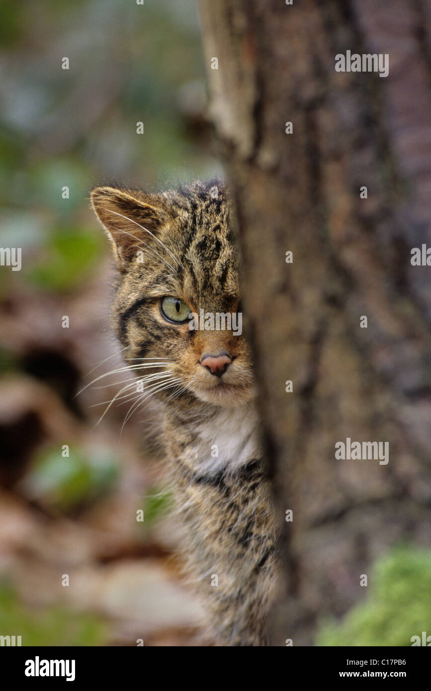 Scottish Wildcat (Felis silvestris) captive Wildwood Trust, Kent, Royaume-Uni Banque D'Images