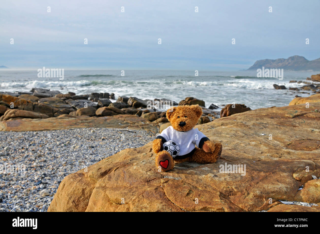 Ours en peluche de la rue Saint-Jacques près de la plage de Muizenberg, Falsebay, Somerset West, Afrique du Sud, l'Afrique Banque D'Images