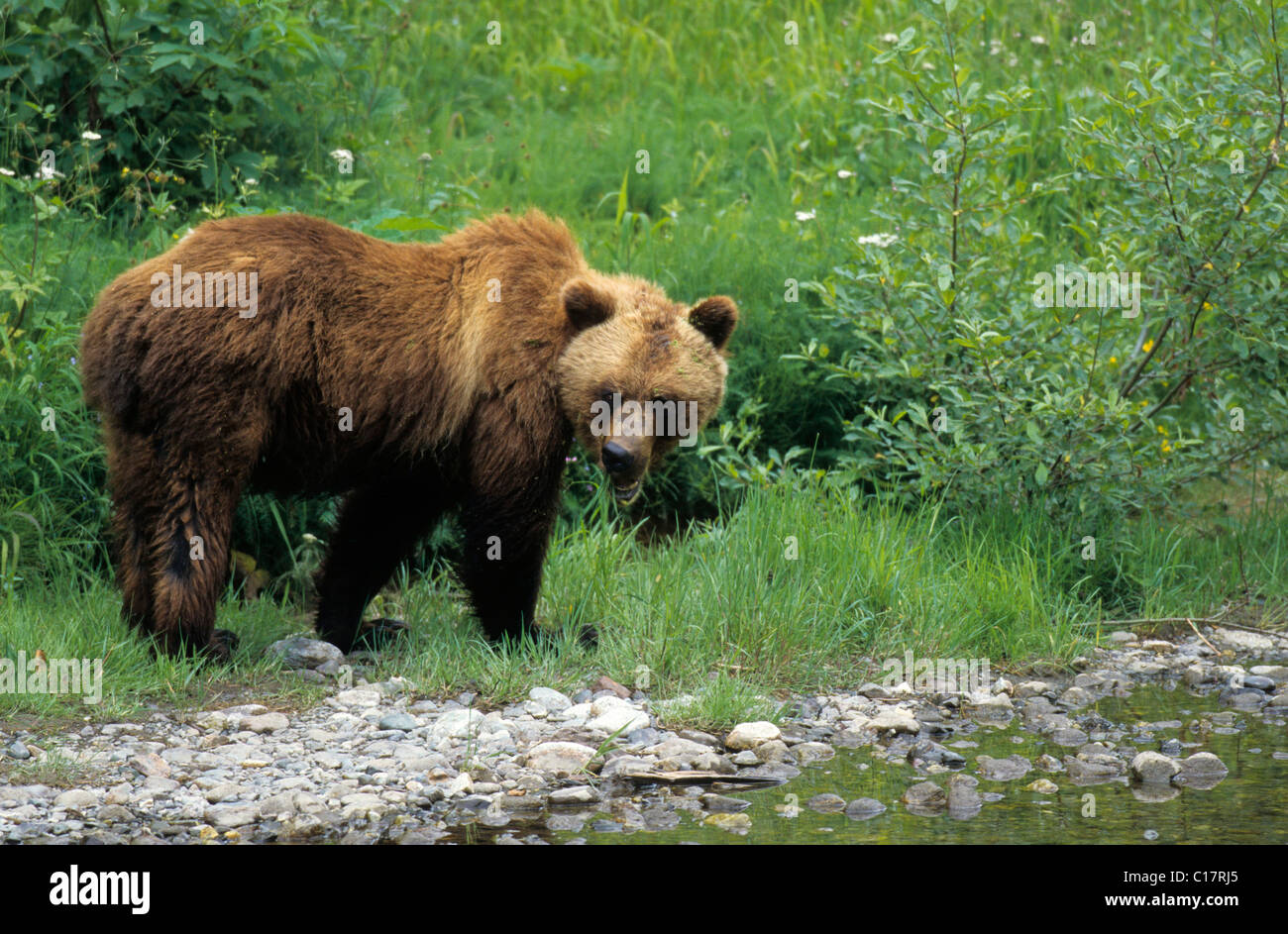 L'ours grizzli ou Silvertip (Ursus arctos horribilis), Alaska Banque D'Images
