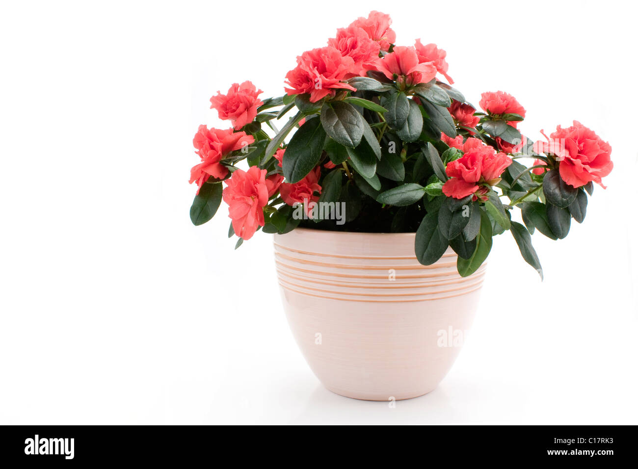 Azalea dans pot de fleurs sur fond blanc Banque D'Images