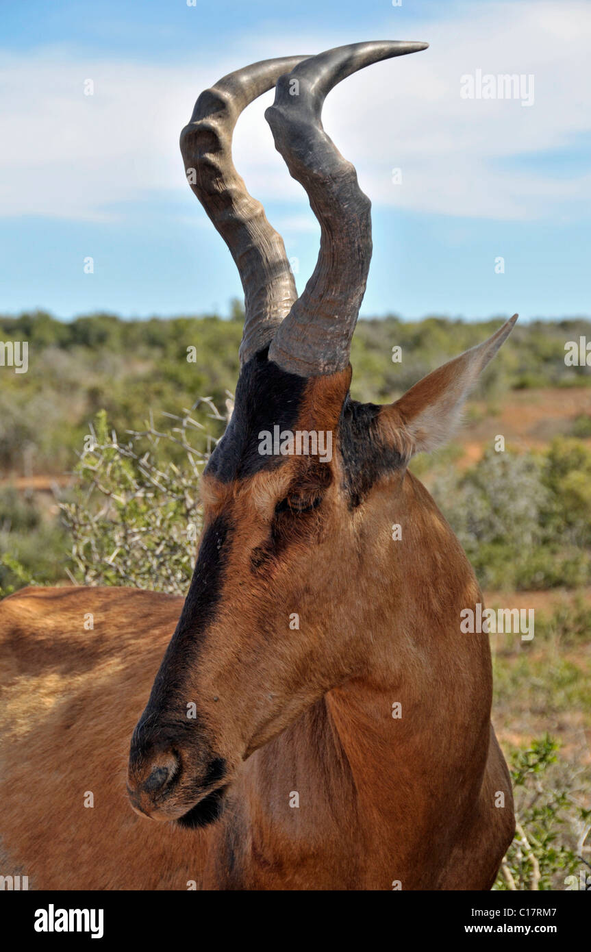 Topi (Damaliscus korrigum), Addo Elephant Park, Afrique du Sud, l'Afrique Banque D'Images