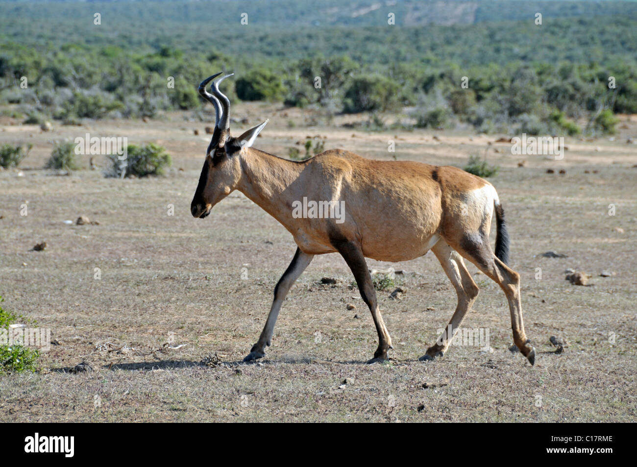 Topi (Damaliscus korrigum), Addo Elephant Park, Afrique du Sud, l'Afrique Banque D'Images