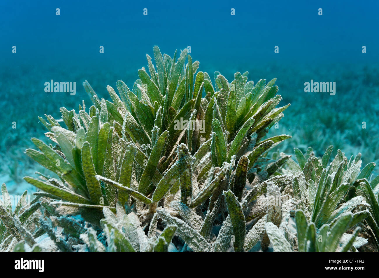 Mauvaises herbes de mer (Zostera sp), prairie, Marsa Alam, Red se, l'Égypte, l'Afrique Banque D'Images