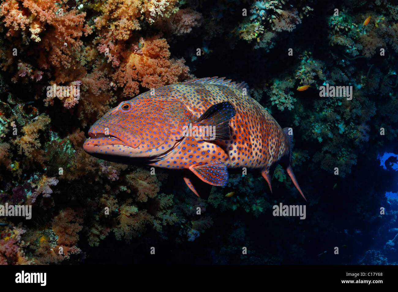 Hot Red Sea Coral le mérou (Plectropomus pessuliferus) masrubi sous-faux d'un récif de corail, Hurghada, Brother Islands Banque D'Images