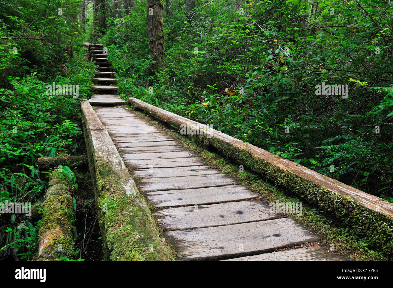 Chemin de bois en forêt, Olympic National Park, Washington, USA, Amérique du Nord Banque D'Images