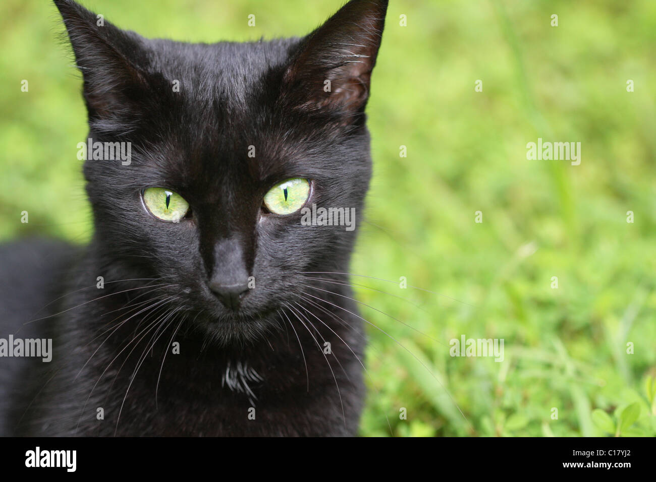 Portrait de chat domestique noir avec fond d'herbe verte Banque D'Images