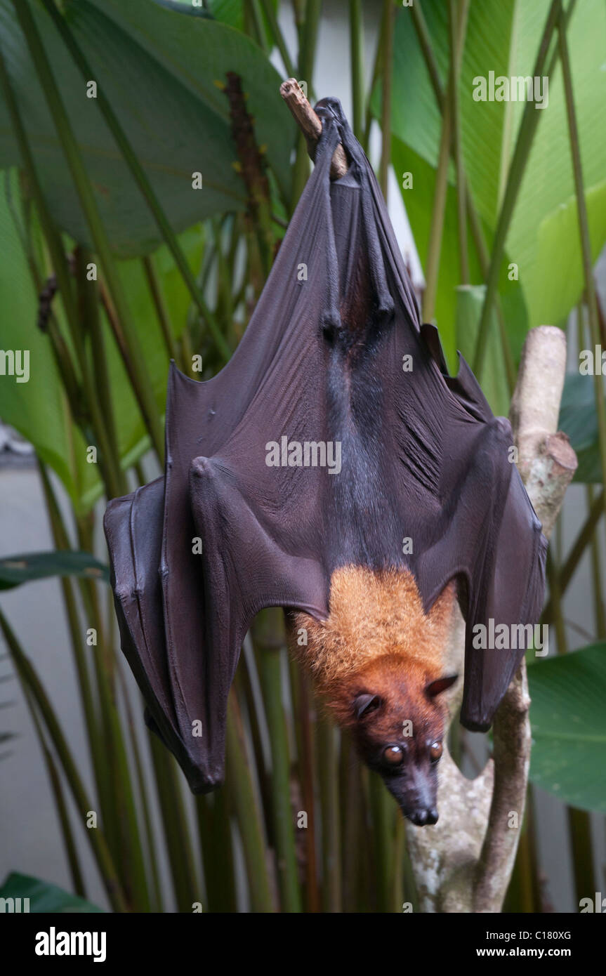 Un fruit bat également connu sous le nom de flying fox (Pteropus vampyrus) à Bali en Indonésie Banque D'Images