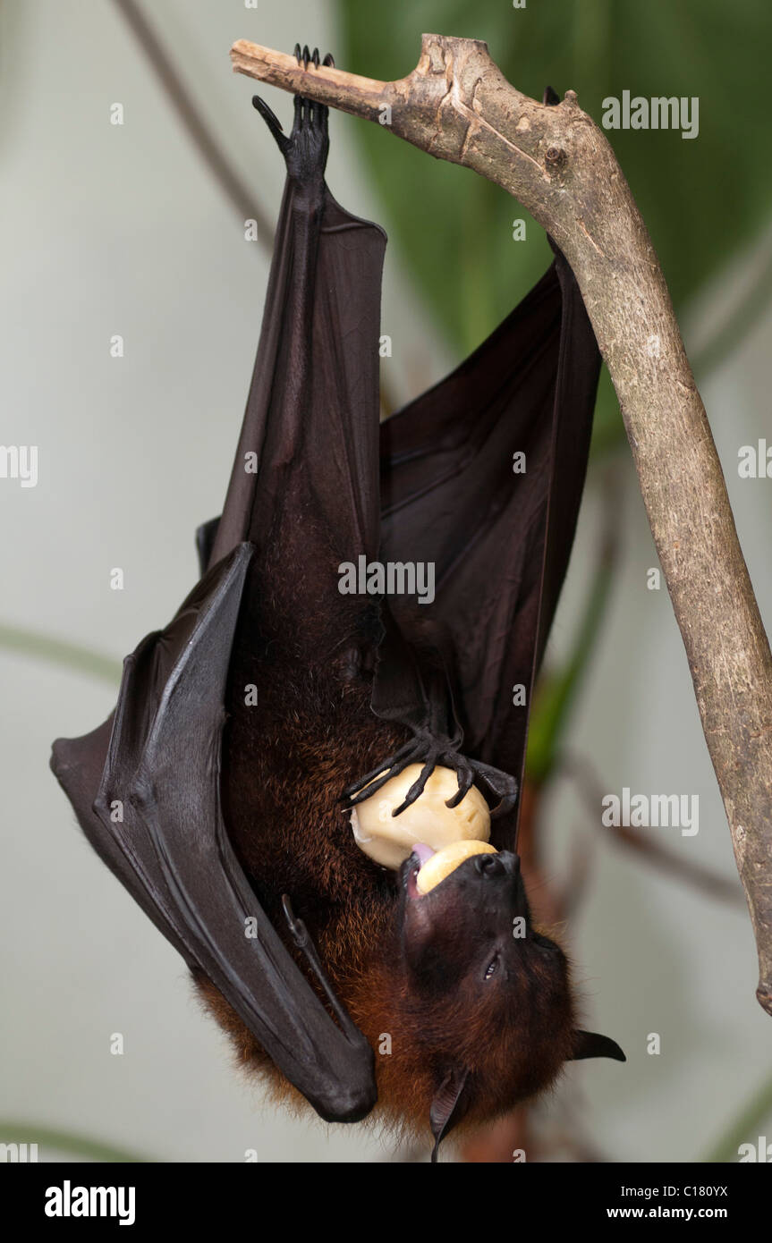 Un fruit bat également connu sous le nom de flying fox (Pteropus vampyrus) à Bali Indonésie manger salak ou fruit serpent Banque D'Images